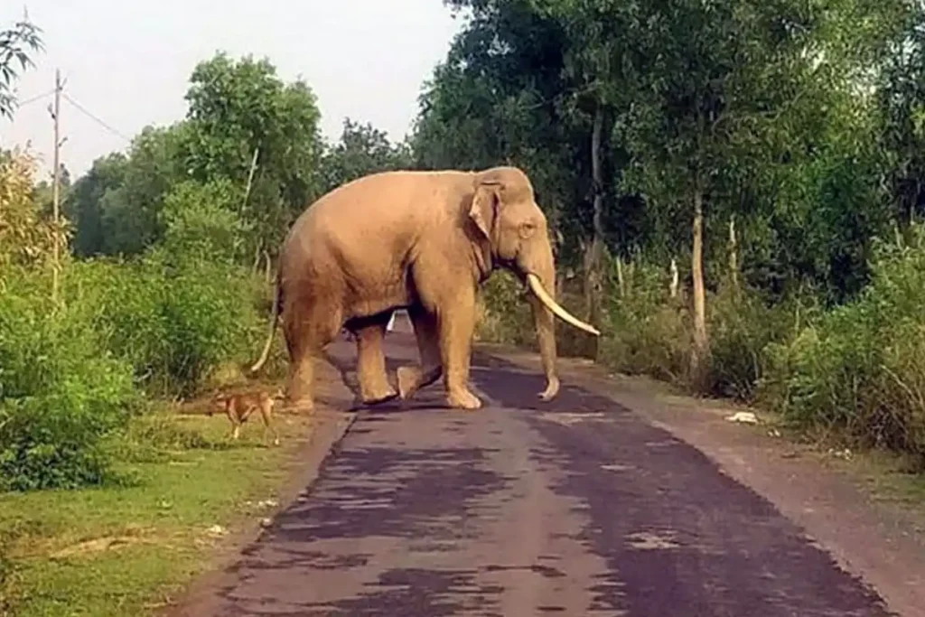 Kasang Kropi elephant attack Assam