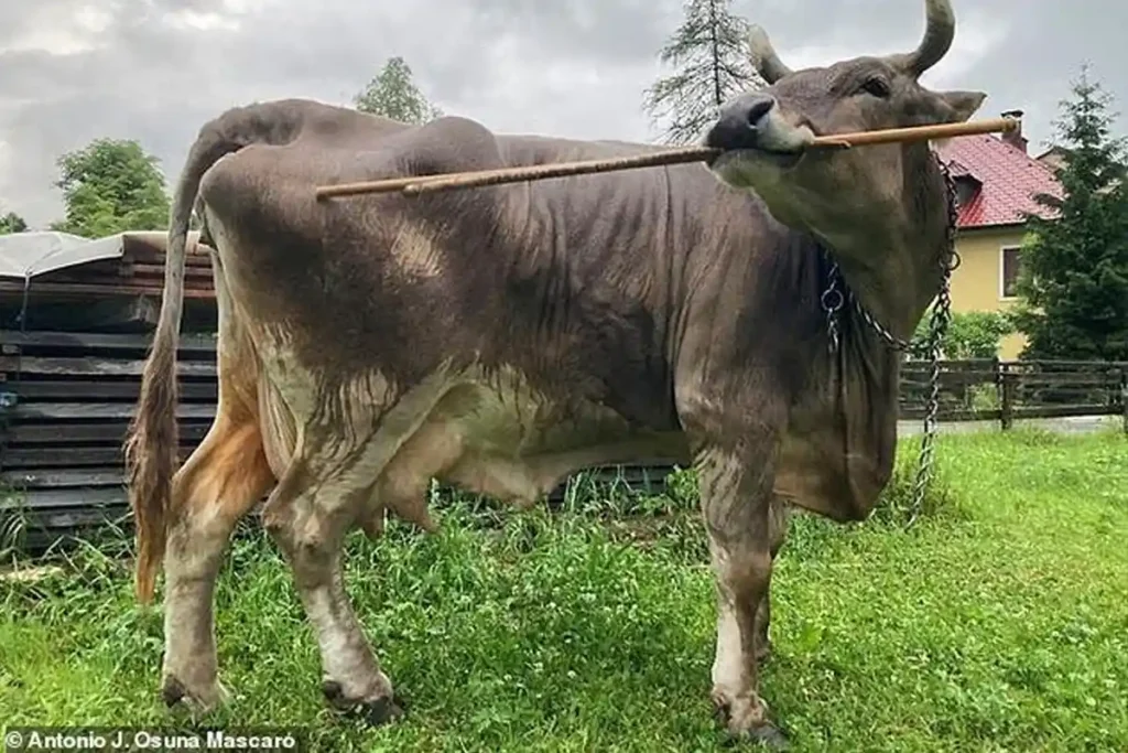 Meet Veronika, the World’s Smartest Cow Who Scratches Herself with a Stick Veronika smart cow scratches with stick