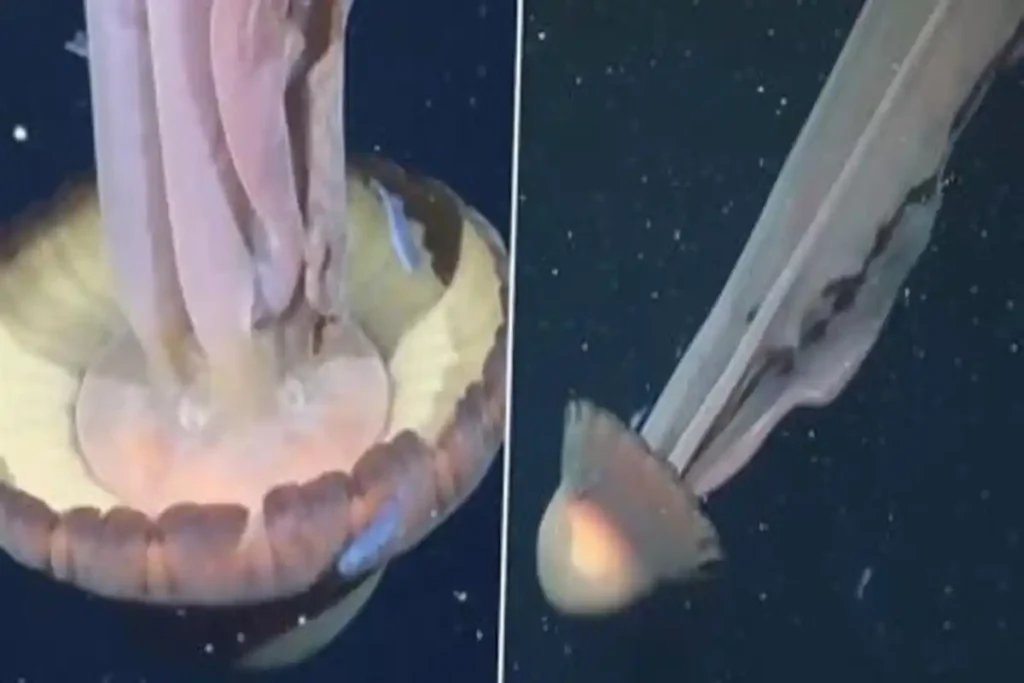 Giant Phantom Jellyfish spotted video