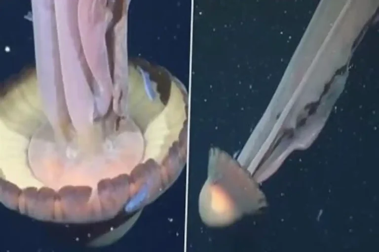 Giant Phantom Jellyfish spotted video