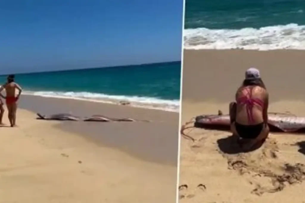 Rare Doomsday Fish Wash Ashore in Mexico