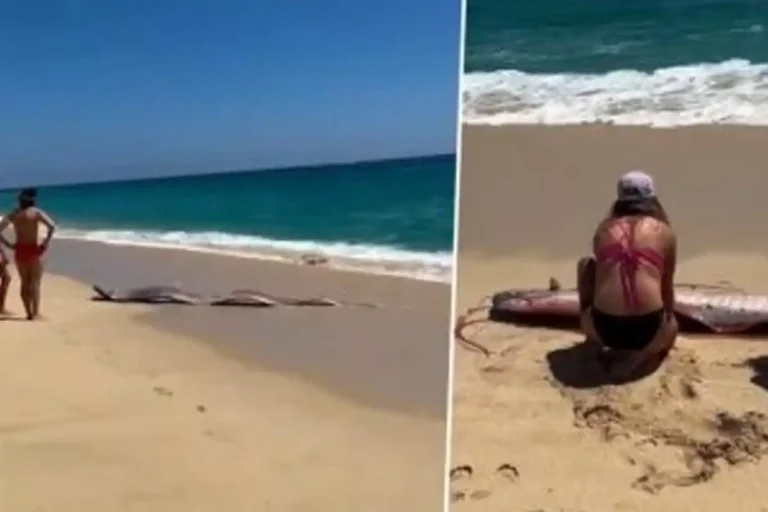 Rare Doomsday Fish Wash Ashore in Mexico