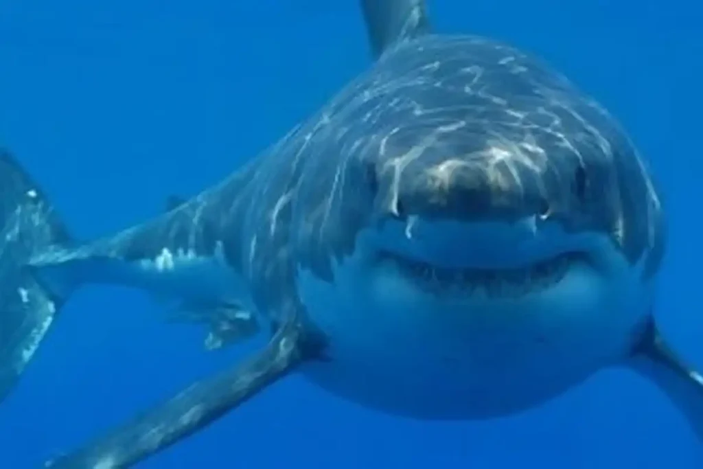 Cocaine Sharks Found in Bahamas: Scientists Detect Caffeine and Drugs in Marine Life cocaine sharks Bahamas