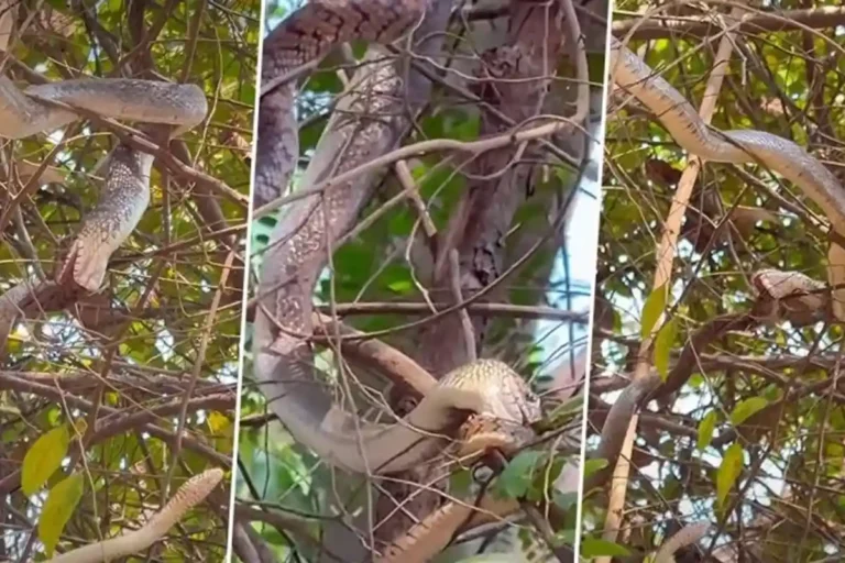 auroville snake video